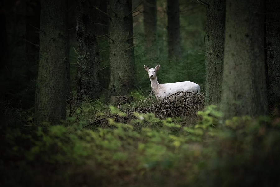 White Fallow Deer 4 Photograph by Inerro Land