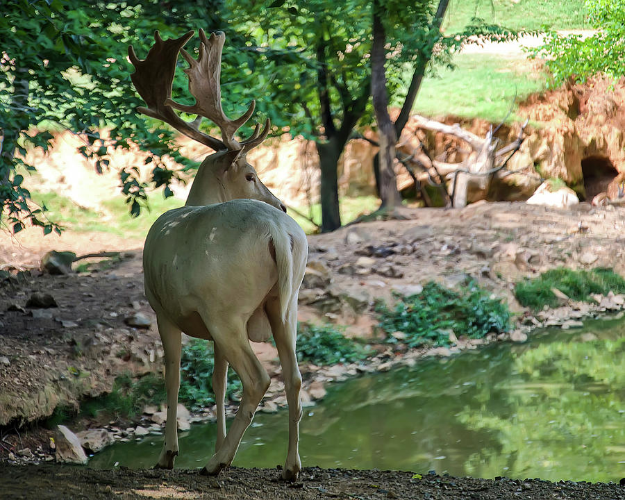 White Fallow Deer buck  Photograph by Flees Photos