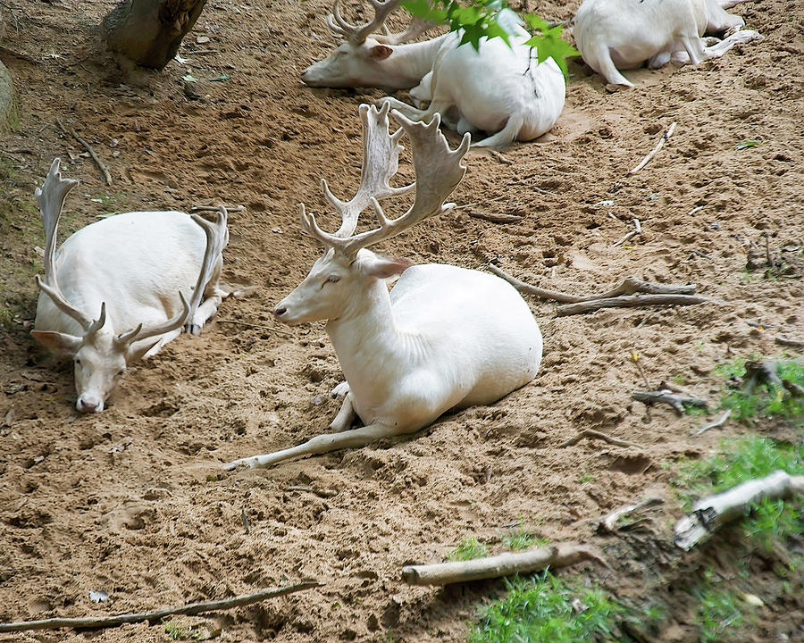 White Fallow Deer Bucks Group Photograph by Flees Photos