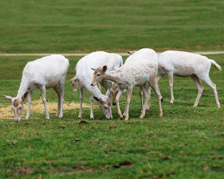 White Fallow Deer Fawn Group Photograph by Flees Photos