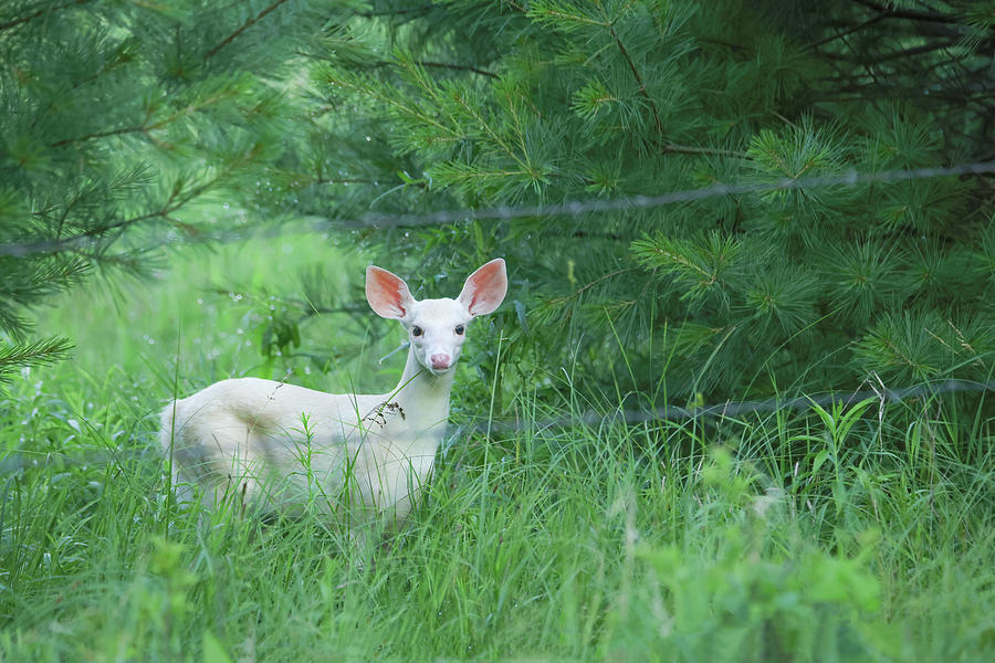 White Fawn Photograph by Brook Burling