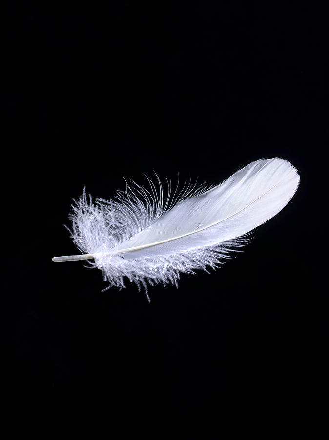 White feather falling with copy space Photograph by Peter Dazeley