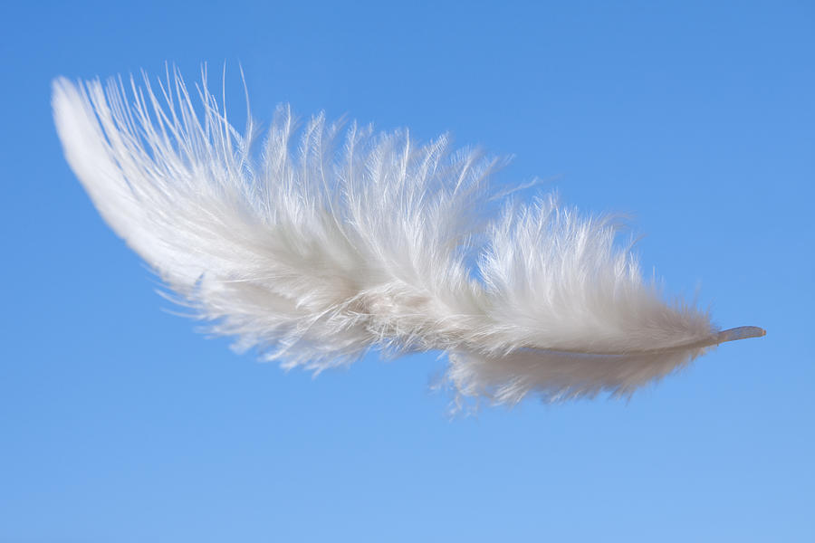 White Feather Floating Photograph by DaydreamsGirl