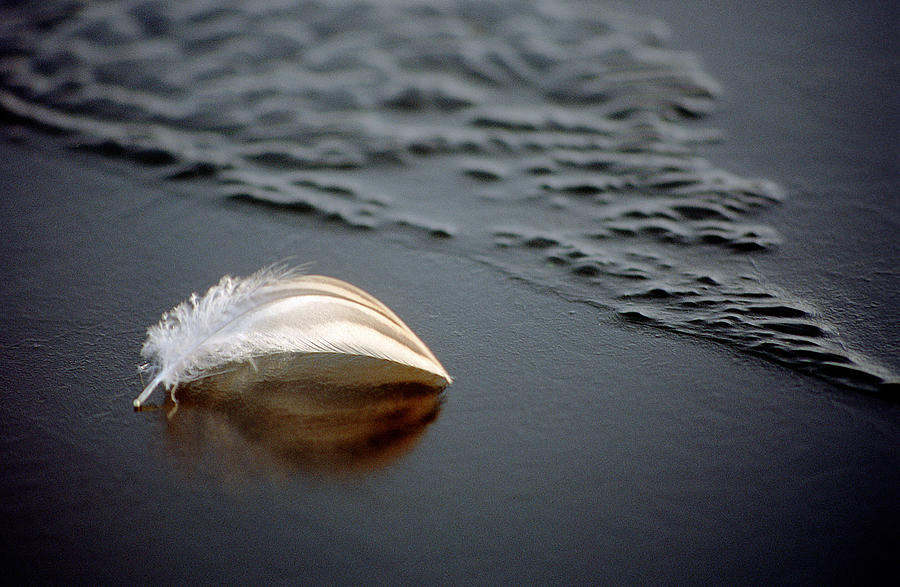White feather on frozen blue water Photograph by Fullempty