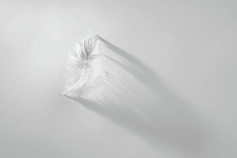 White Feather Photograph