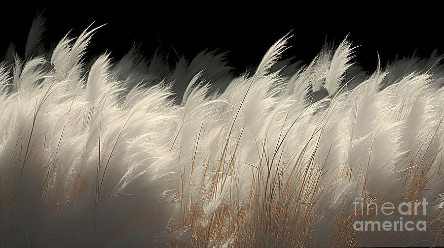 White Feathers Photograph