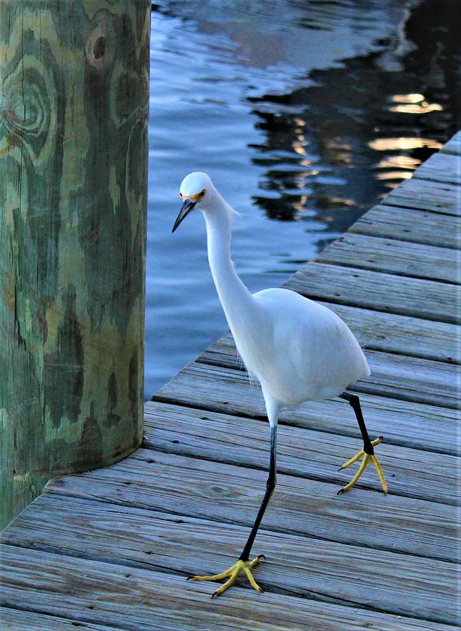 white-florida-bird-photograph-by-tammy-brewer-fine-art-america