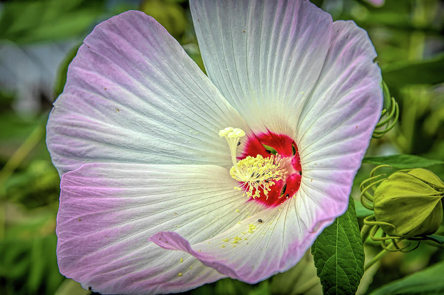 White flower Photograph by Alan Goldberg