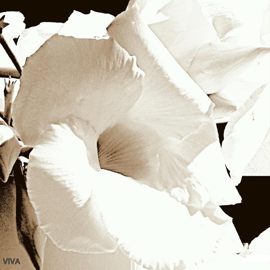 White Flower and Bud  -  Abstract Photograph by VIVA Anderson