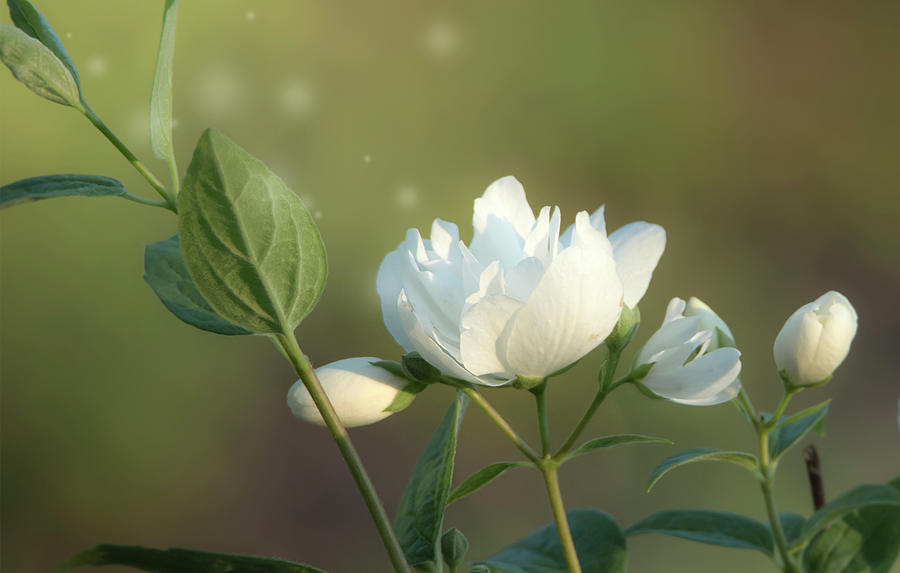 White Flower Art Photograph by Sandra Js