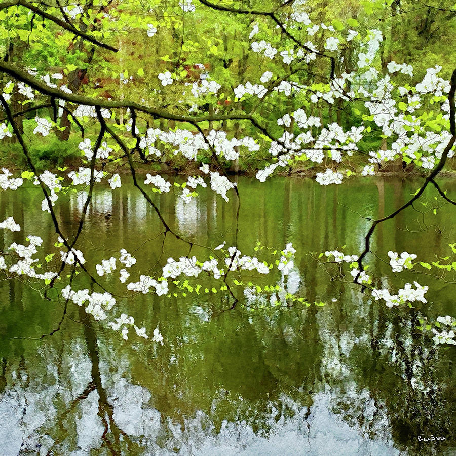 Flower Digital Art - White Flower Blossoms by the Pond by Pamela Storch