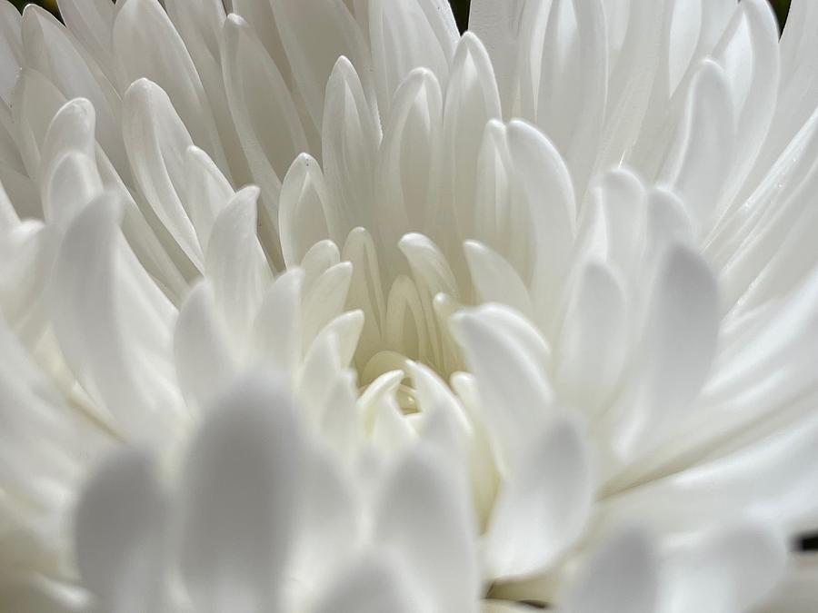 White Flower Photograph by Cheryl Scanlan - Fine Art America