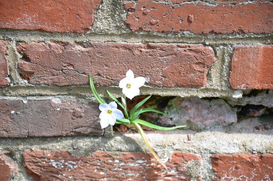 White Flower In Brick Wall Photograph
