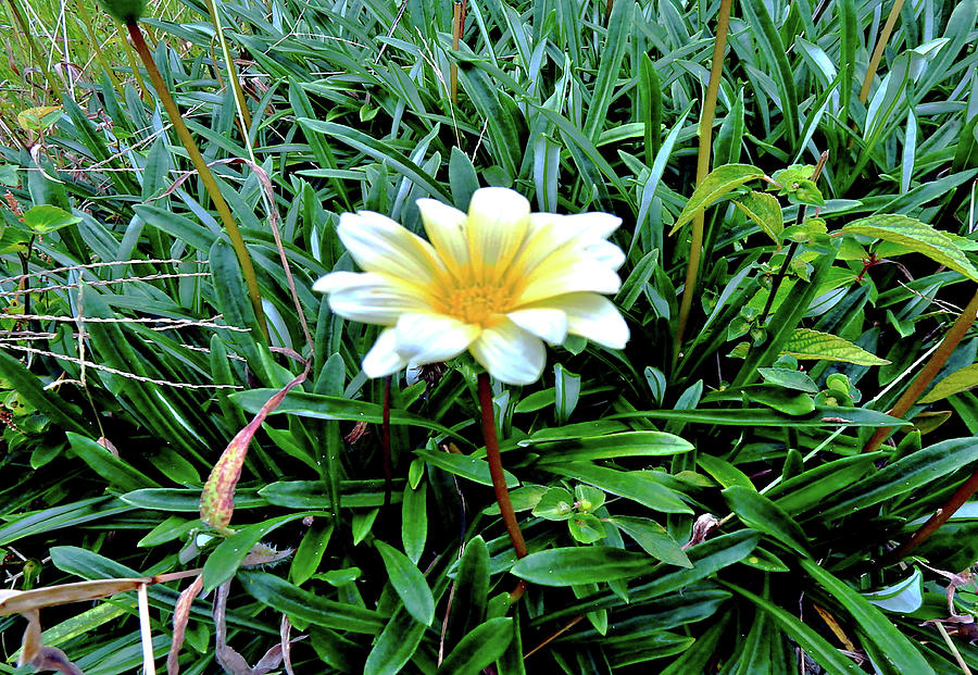 white-flower-in-japan-1-photograph-by-clement-tsang-fine-art-america