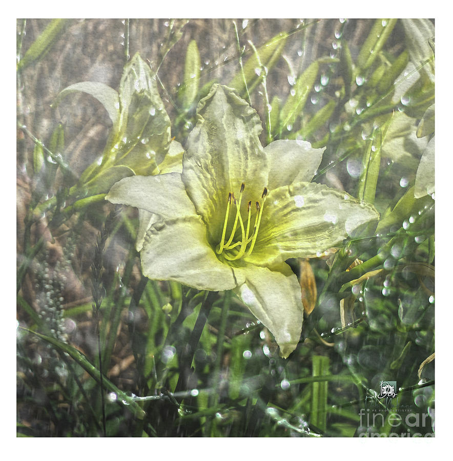 white flower in Rain Digital Art by Deb Nakano