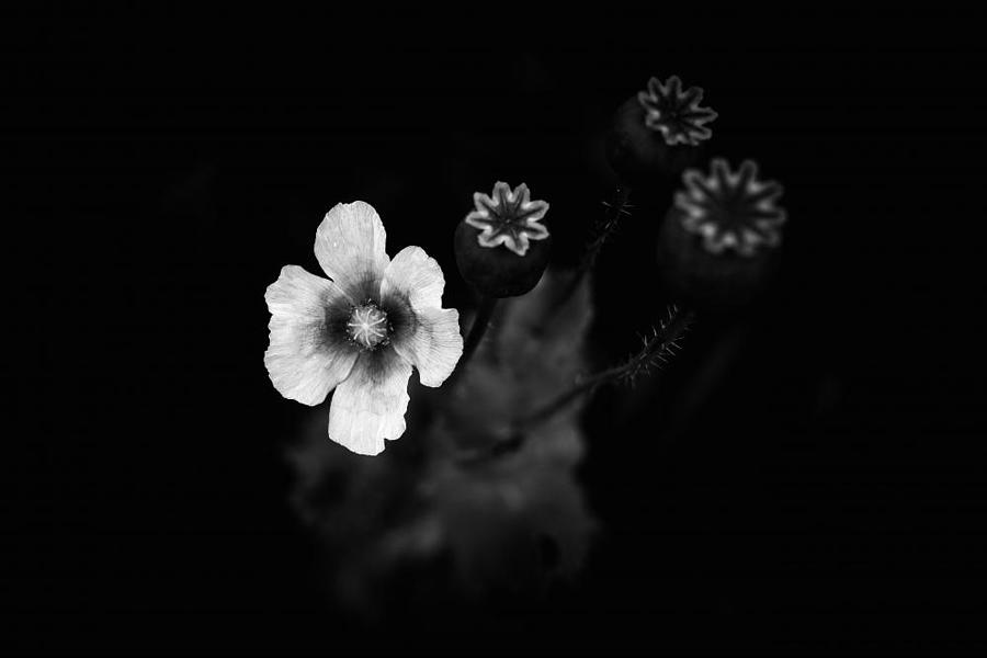 Flower Painting - White Flower In The Night by Lauren Dane