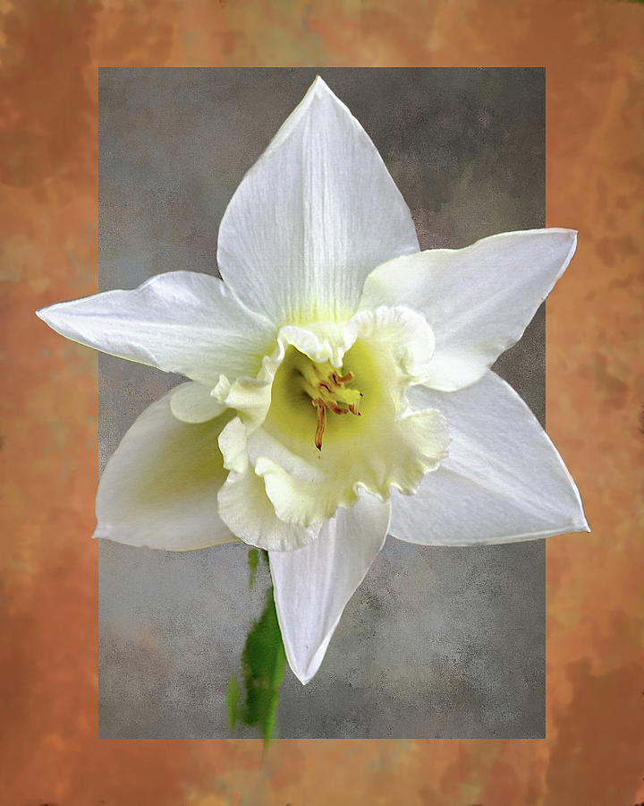 White Flower  Mixed Media by Ken Frischkorn