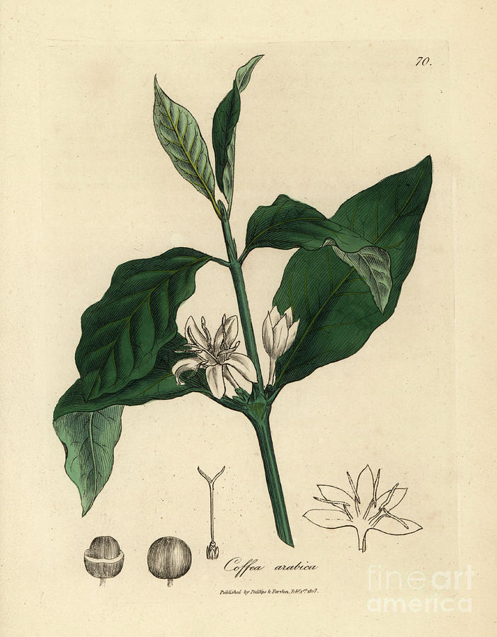 White flower, leaves and bean of the coffee plant, Coffea arabica Painting by James Sowerby