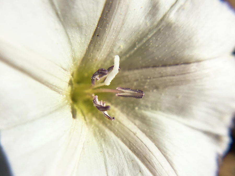 White Flower Macro Photograph by K Bradley Washburn