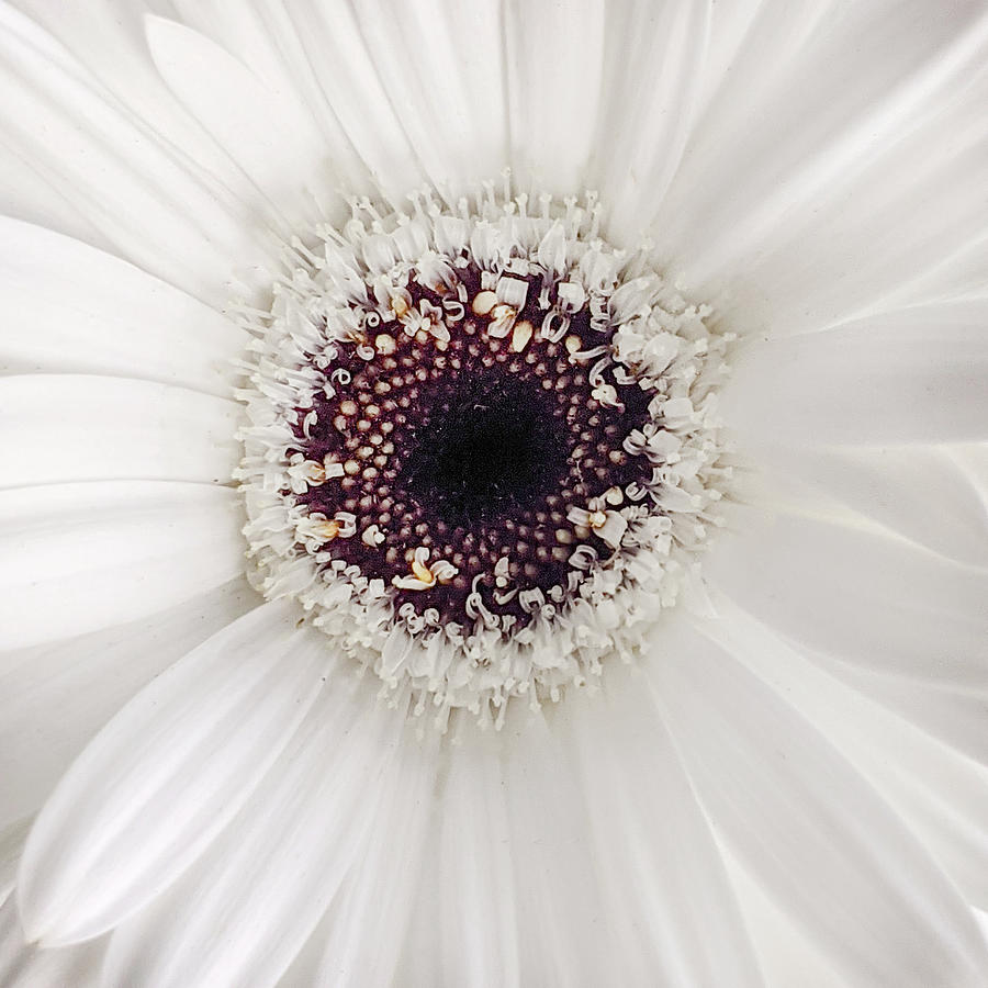White Flower Photograph by Michelle Wittensoldner
