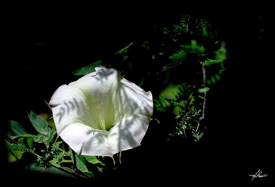 Flowers Still Life Photograph - White Flower by Phil And Karen Rispin