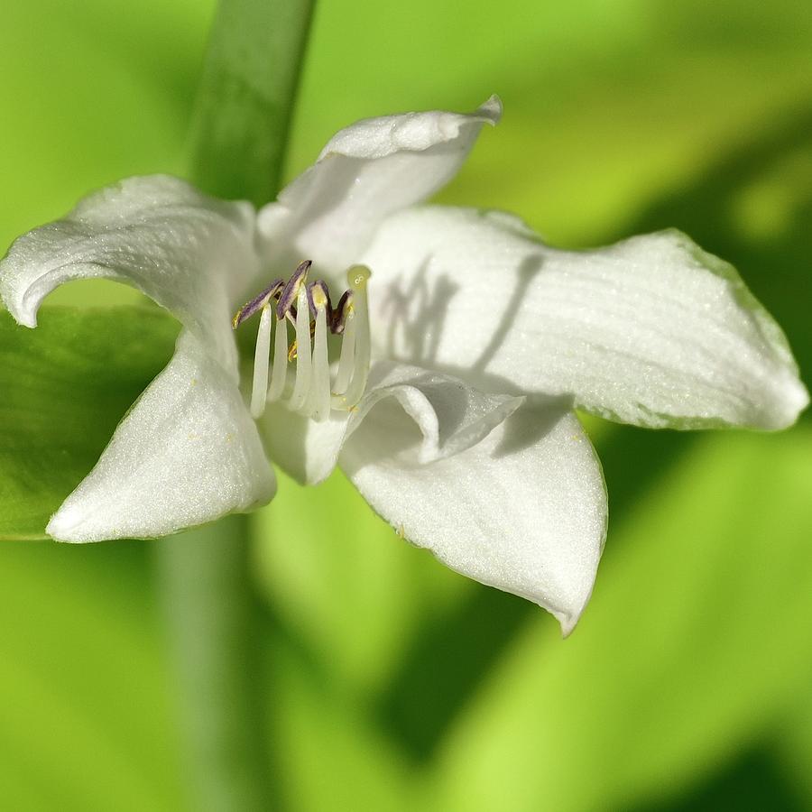 White Flower Pistils Sq Photograph by Jerry Sodorff