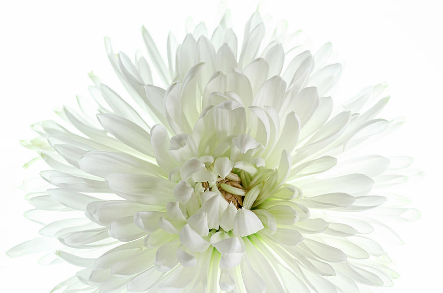 White Chrysanthemum Photograph by Shannon Moseley