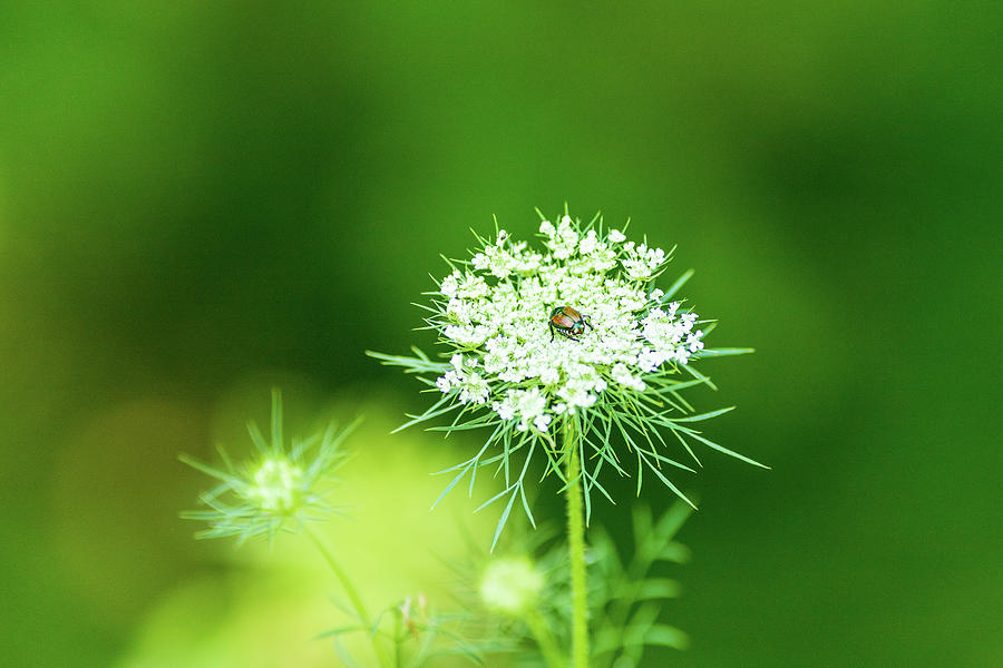 White Flower with Bug Photograph by Amelia Pearn