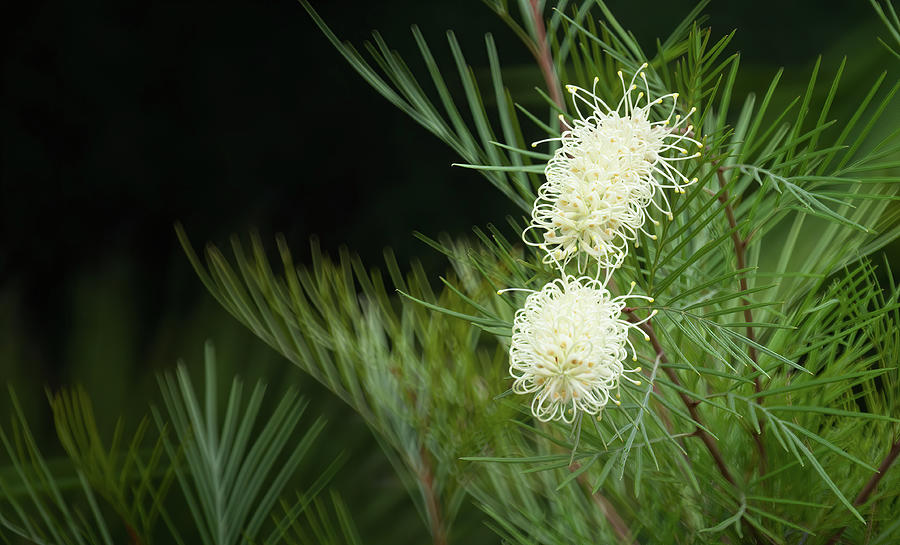 White flower with green and dark background. Grevillea moonlight.  Photograph by Jean-Luc Farges