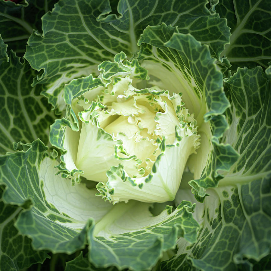 White Flowering Cabbage-Kale Photograph by Frank Mari