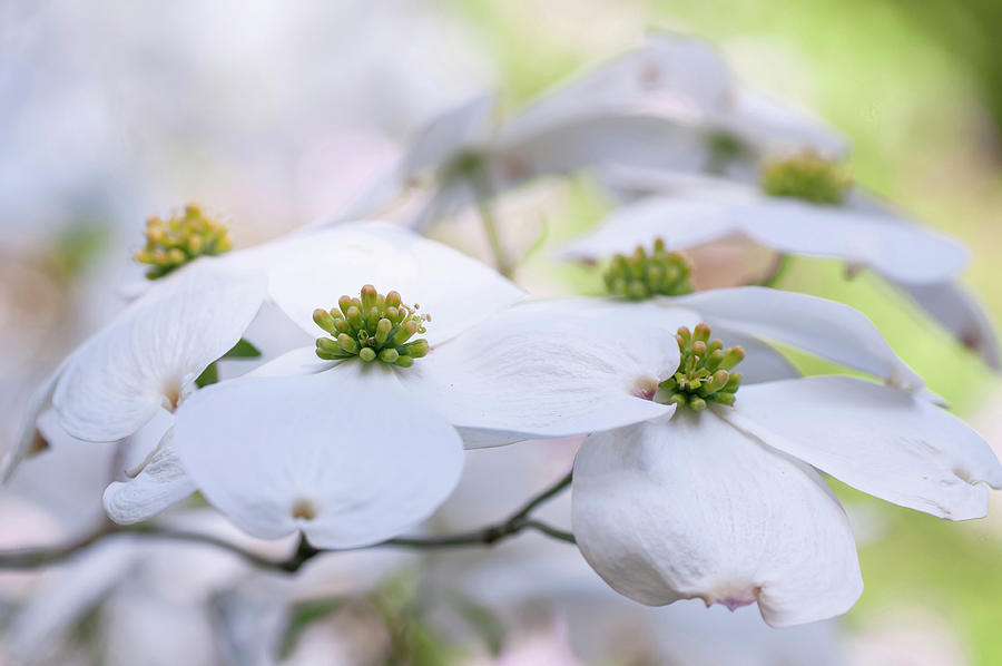 White Flowering Cornus Florida Photograph by Jenny Rainbow