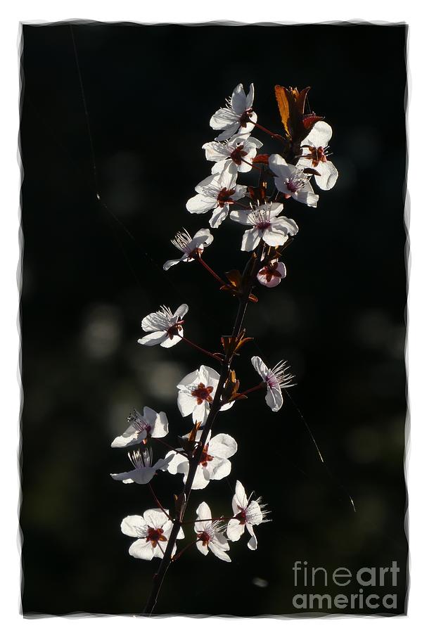 White Flowers 4 Photograph by Jean Bernard Roussilhe