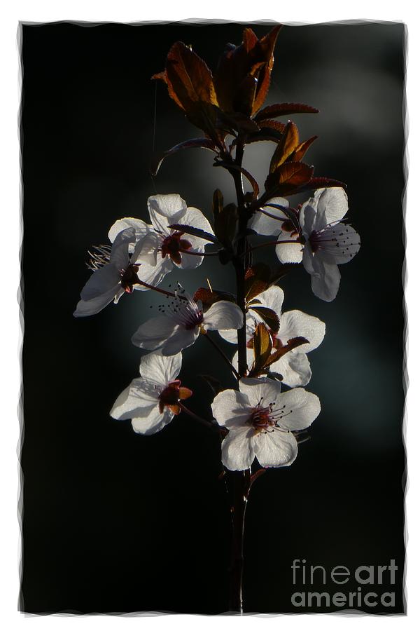 White Flowers 5 Photograph by Jean Bernard Roussilhe