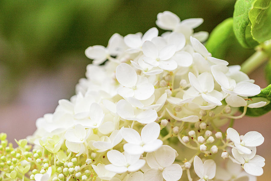 White Flowers Photograph by Amelia Pearn