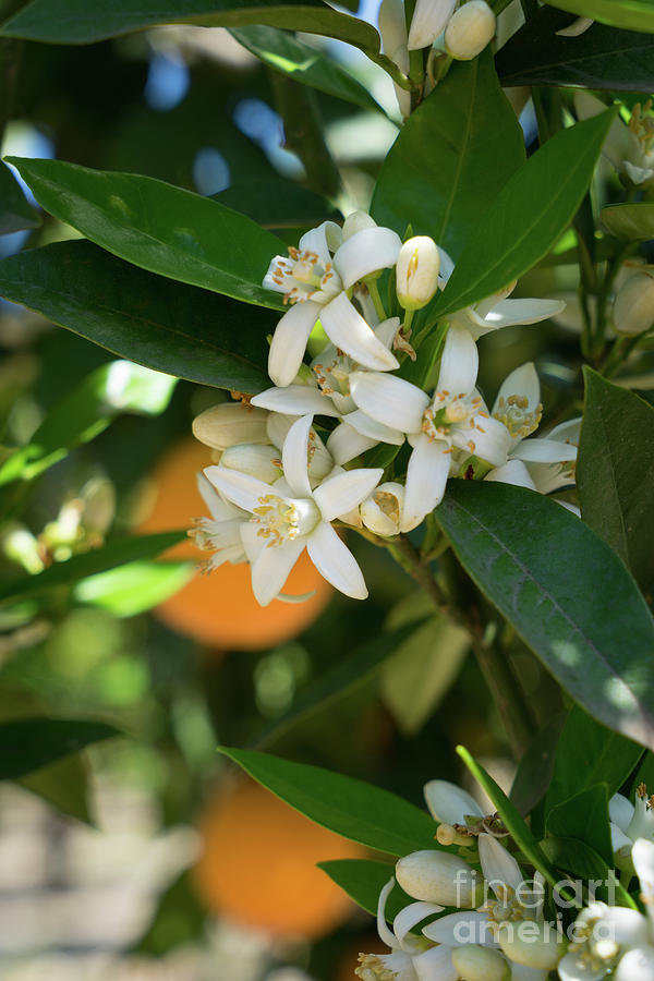 White orange blossoms and leaves in spring Photograph by Adriana Mueller