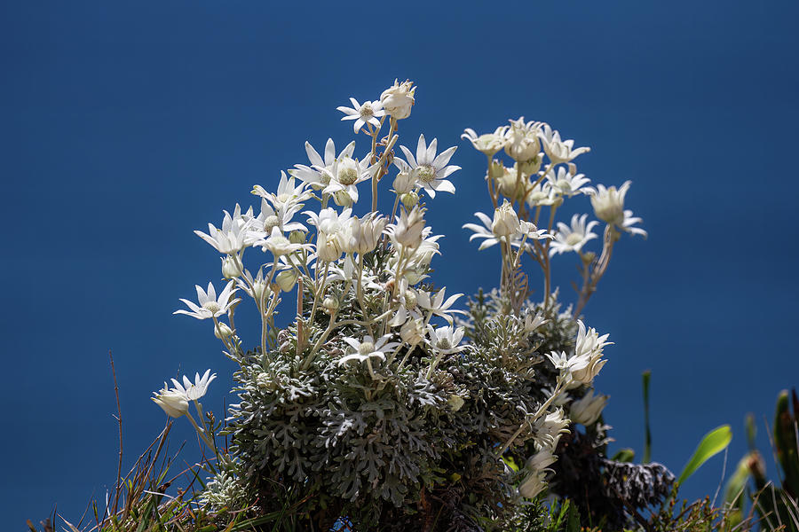 Flower Photograph - White Flowers Blue Sky by John Haldane