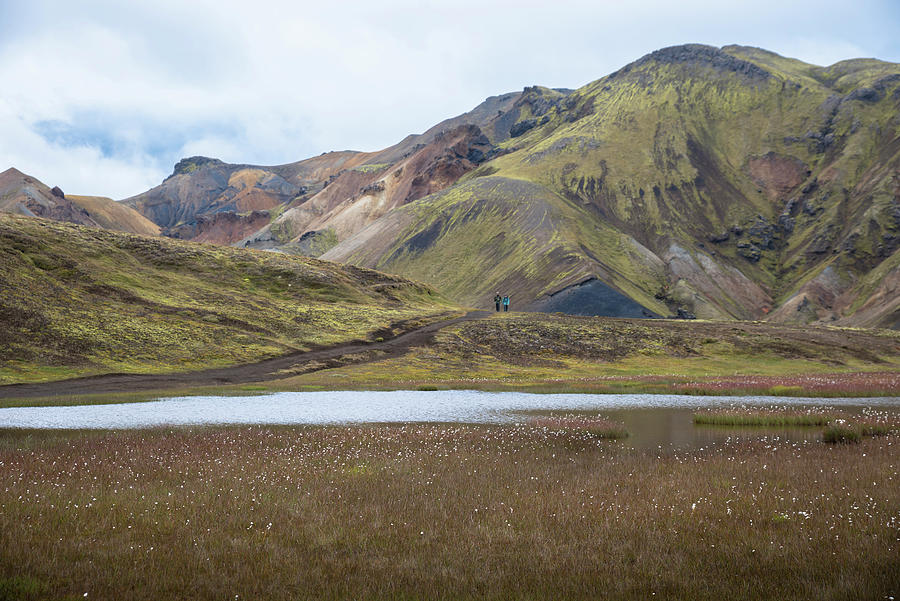White flowers by the stream in Landmannalaugar Photograph by RicardMN Photography