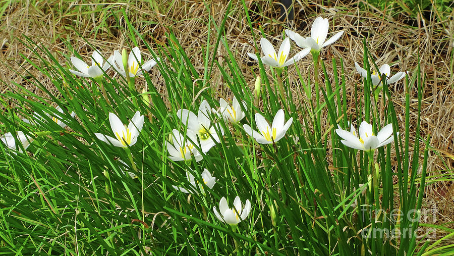 White Flowers Photograph by Eunice Warfe