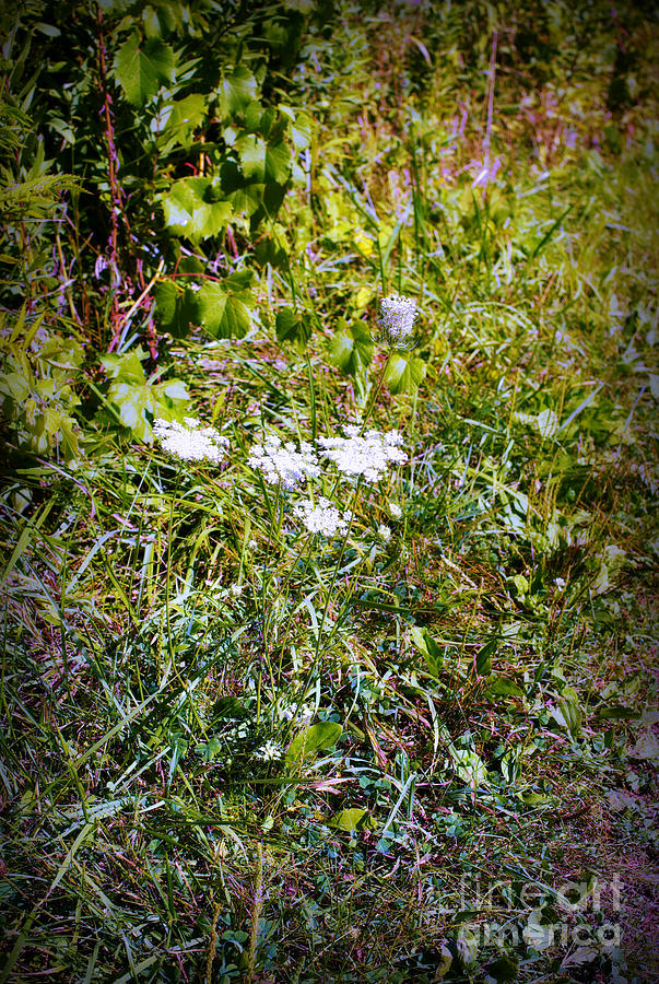 White Flowers in the Prairie - Color Photograph by Frank J Casella