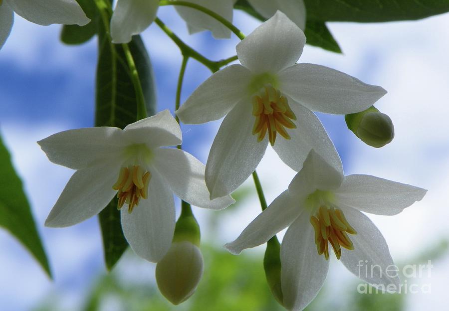 Snowdrop Photograph - White Flowers In The Sky Snowdrop Tree by V Pics