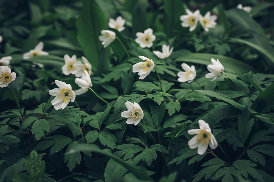 White flowers of Anemonoides nemorosa  Photograph by Vaclav Sonnek