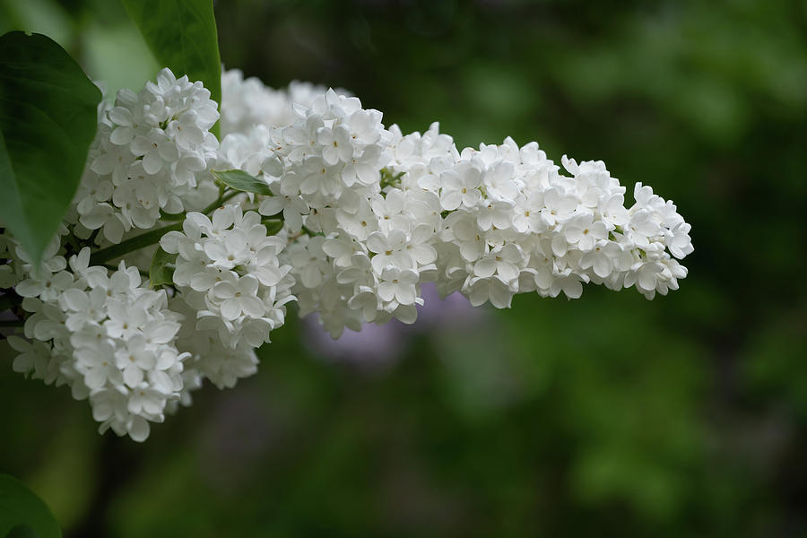 White Flowers Of Common Lilac Liliana Photograph by Artur Bogacki