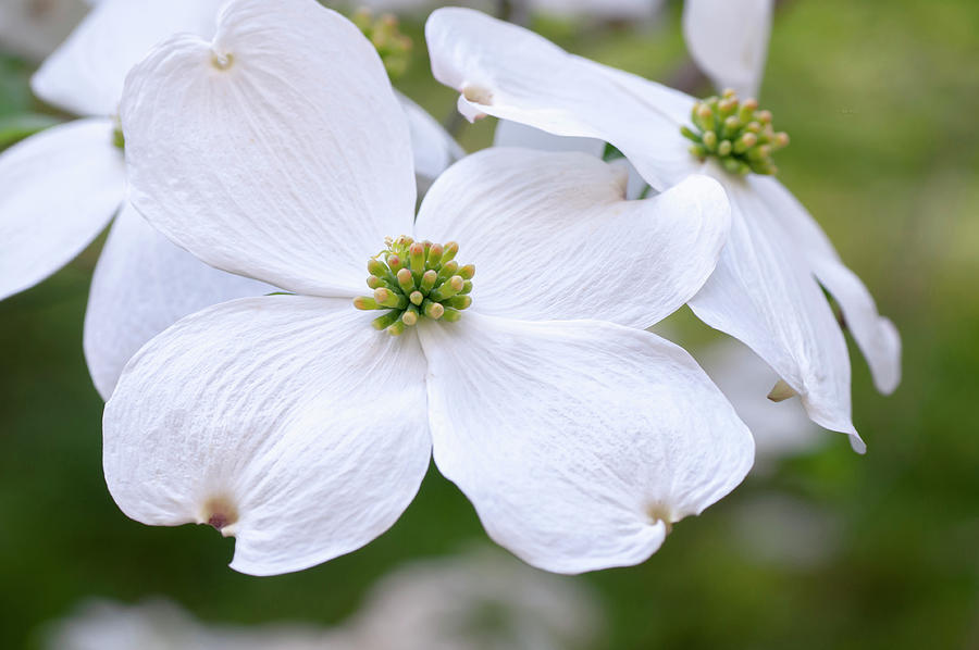 White Flowers Of Cornus Florida 2 Photograph by Jenny Rainbow
