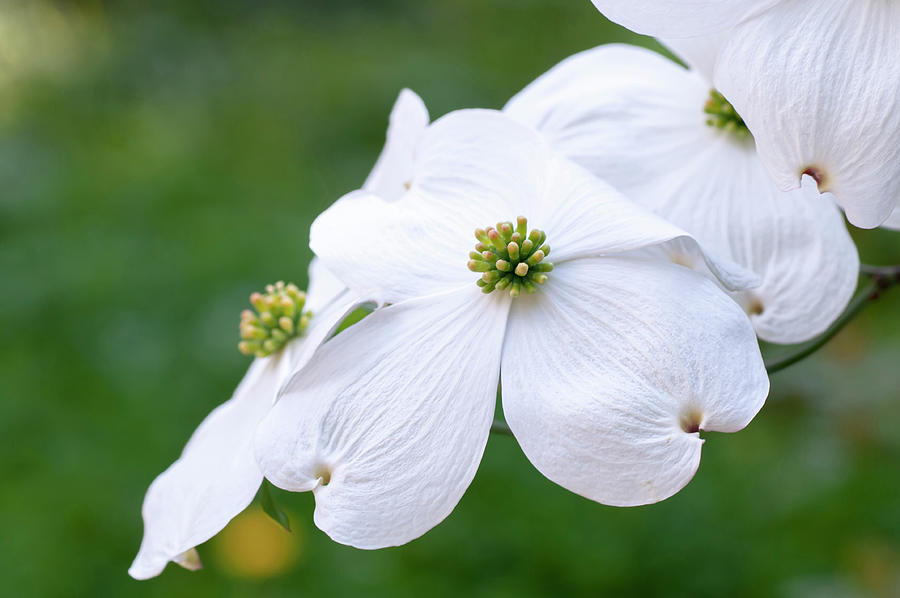 White Flowers of Cornus Florida Closeup Photograph by Jenny Rainbow