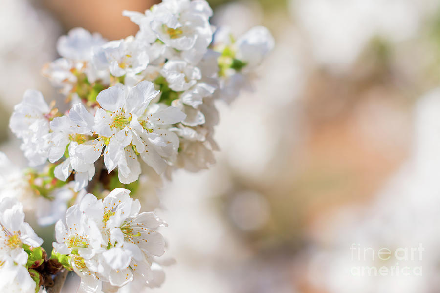 White flowers of fruit tree Photograph by Vicente Sargues