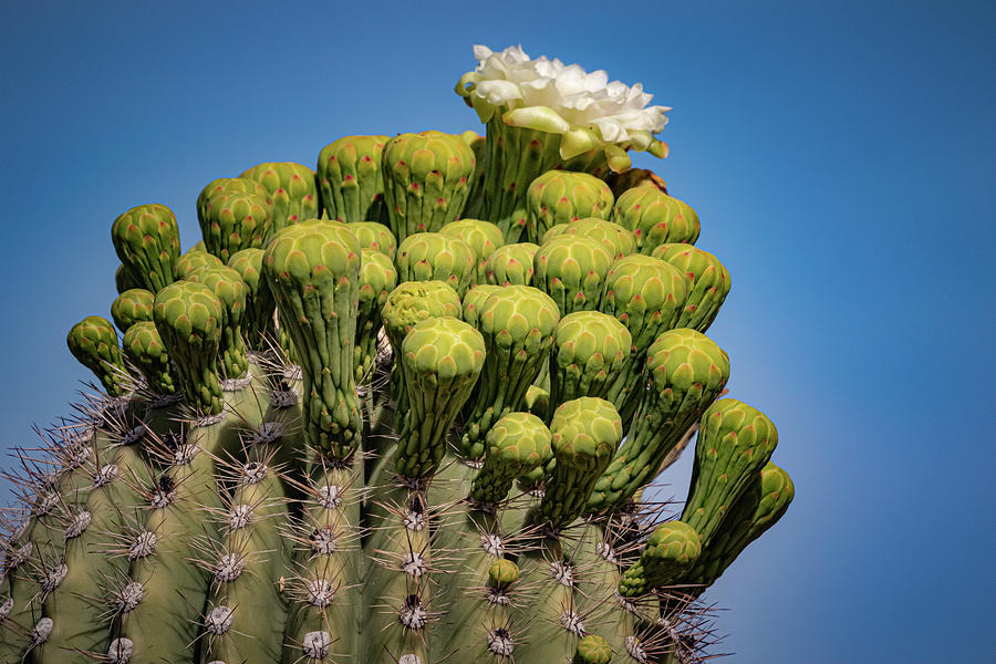 White Flowers of the Saguaro Photograph by Linda Unger - Fine Art America