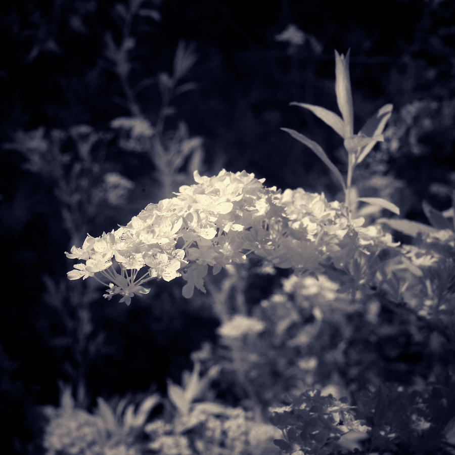 White flowers on blue Photograph by Jouko Lehto