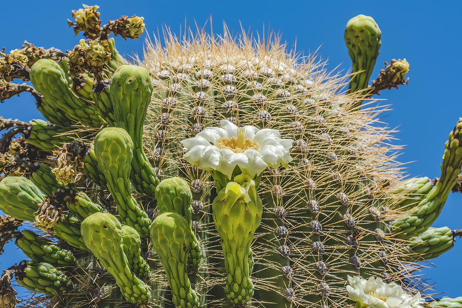 White Flowers Sajuaro Cactus Blooming Saguaro Desert Museum Tucs ...