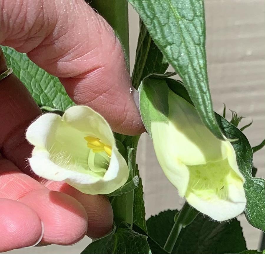 White Fox Gloves Photograph by Pamela Booth - Pixels
