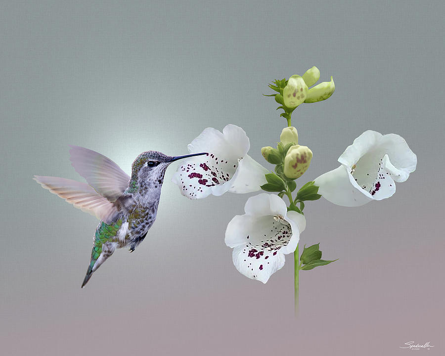 White Foxglove and Hummingbird Digital Art by M Spadecaller